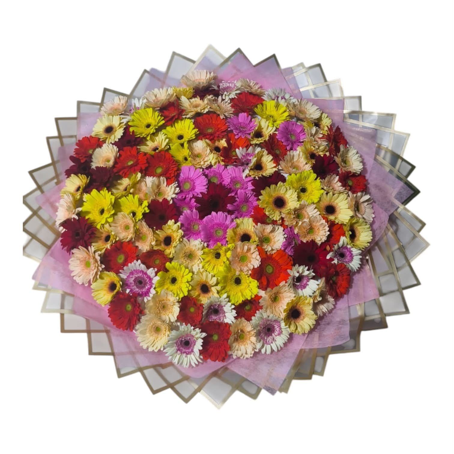 ramo buchon gigante de 100 gerberas multicolor de exportacion en empaque rosa y dorado cali