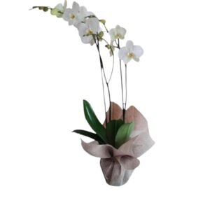 Orquidea phalaenopsis blanca cali